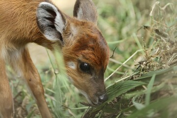 Wall Mural - portrait of a cute sitatunga