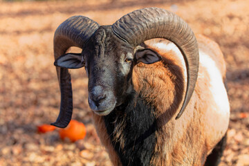 Wall Mural - the european mouflon (ovis orientalis musimon) in game reserve. male mouflon are known as rams.