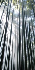 Poster - Serene Bamboo Forest Scene, Tall Green Stalks, Soft Mist Creates A Peaceful Atmosphere. Sunlight Filters Through The Dense Canopy, Creating Dappled Light Patterns. Nature's Beauty Abounds.