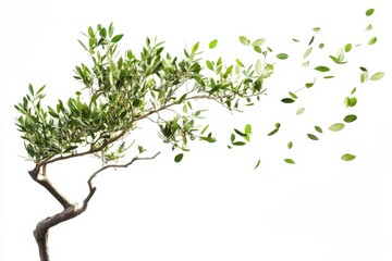 Olive tree branch with green leaves blowing in the wind on a white background