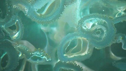 Poster - Abstract Cellular Structures in Teal Hue Timelapse - 4K.