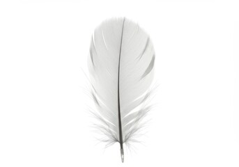 Poster - Single white feather isolated on a bright white background in studio shot