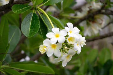 Wall Mural - White Frangipani flower Plumeria alba with green leaves