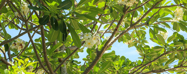 Wall Mural - White Frangipani flower Plumeria alba with green leaves