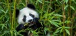 © chanwut - Adorable panda munching bamboo amidst vibrant green foliage,   cartoon panda,   illustration