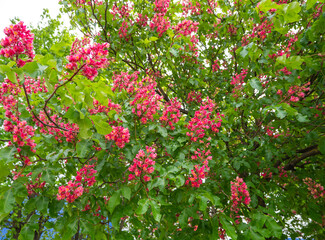 close-up view of a flowering horse chestnut tree (aesculus × carnea) with bright pink blossoms and g