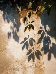 Poster - Shadows of Leaves Create an Enchanting Dance on Wall in Summer Breeze With Soft Light Filtering Through Foliage Generative AI