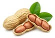 © Laki - A close up of peanuts in shells with green leaves on a white background in a studio setting view