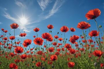 Wall Mural - crimson poppies sway gently under a vibrant blue sky , nature, idyllic, spring