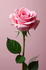 Wall Mural - delicate pink rose, single long stem, elegant bloom , close up, pink flower, lovely