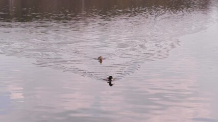 Leinwandbilder - Ducks Swimming Gracefully on a Serene River at Sunset Along With Rippling Water Reflections
