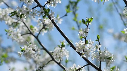 Poster - Discover the Beauty of Cherry Blossoms in Full Bloom at a Serene Location Under a Bright Blue Sky