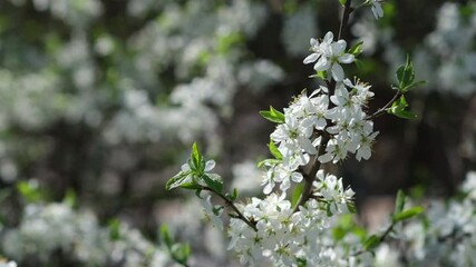 Aufkleber - Experience the Beauty of Cherry Blossoms Blooming in Springtime With a Stroll Through a Vibrant Garden
