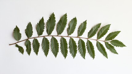 Poster - Green fern frond laying flat on white background studio shot botanical still life clean minimal design