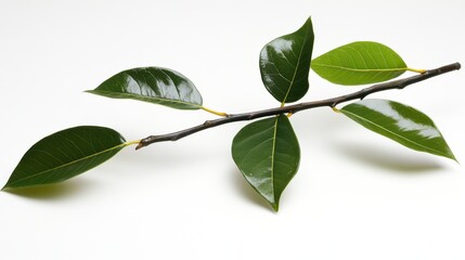 Poster - Branch with Green Leaves Still Life Against White Background Studio Shot Botanical Beauty Close Up Nature Photography