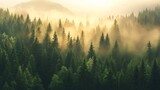 Majestic Sunrise Over Foggy Coniferous Forest Breathtaking Nature Scenery