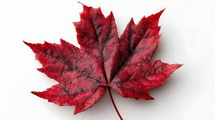Poster - Red maple leaf is shown on a white background