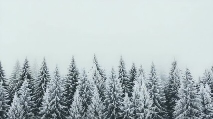 Poster - Snow covered pine trees rising through dense fog, revealing ethereal winter landscape with pristine, misty atmosphere highlighting natural wilderness and silent woodland serenity