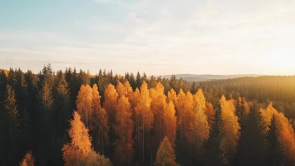 Poster - Warm sunlight illuminates golden trees during a breathtaking autumn sunset, creating a picturesque forest landscape with vibrant fall foliage