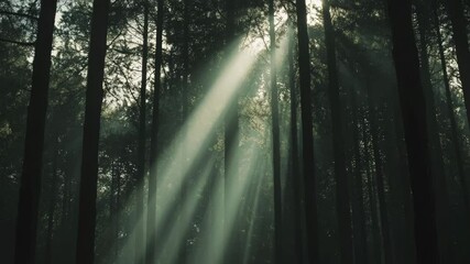 Poster - Sunbeams filtering through a misty forest canopy create a magical and ethereal atmosphere, enveloping the tranquil natural setting in a serene embrace of light and shadow
