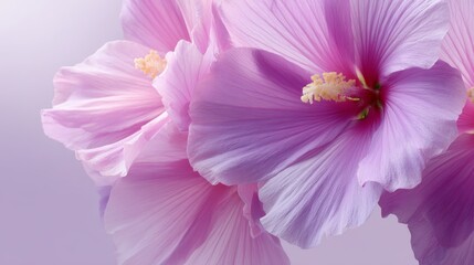 Leinwandbilder - Soft pink hibiscus petals create an abstract pattern that evokes tranquility, set against a light background with space for text on the right side