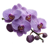 Beautiful purple orchid flower with water droplets close up floral beauty on transparent background