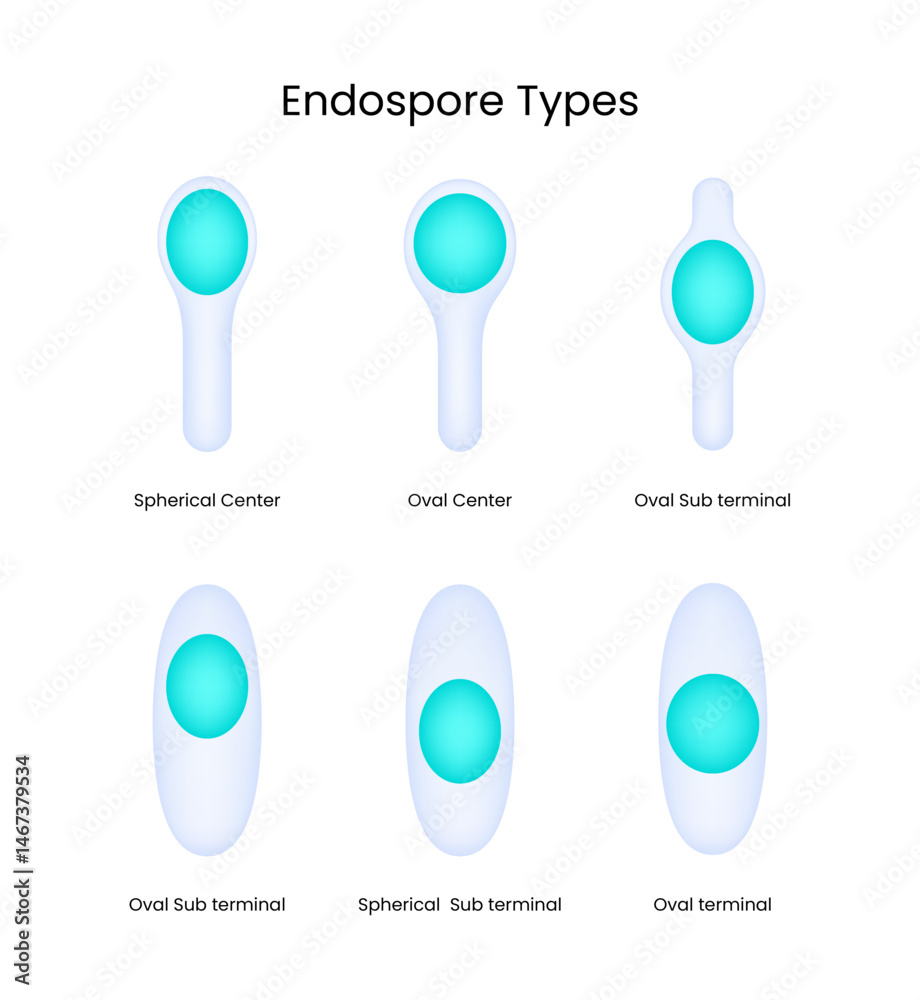 Endospore Types Visual Guide to Bacterial Spore Morphology Stock Vector ...