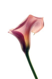 Elegant pink calla lily flower isolated on studio shot botanical image hue art soft tone stem bloom on transparent background