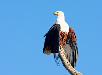 African Fish Eagle on tree branch in early morning sun