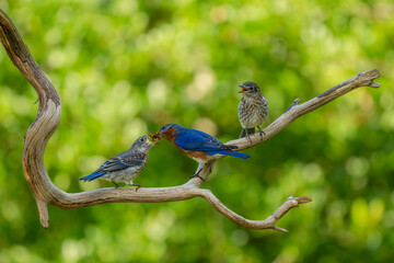 Wall Mural - A fledgling bluebird being feed by a parent