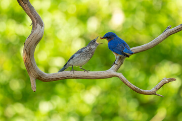 Wall Mural - A fledgling bluebird being feed by a parent