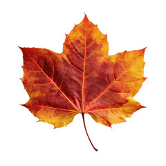 Poster - A vibrant, single, and colorful maple leaf. A close-up of a maple leaf on a isolated background