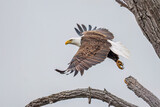 mature bald eagle taking off from large tree branch