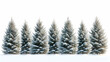 © abid - Seven snow-covered evergreen trees stand in a row against a white background