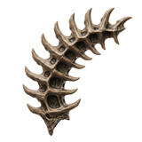 Curved alien spine bone with sharp vertebrae
