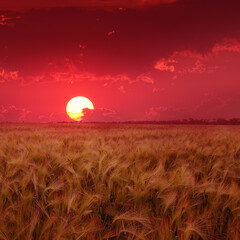 Wall Mural - sun's disk in beautiful sky over wheat field.