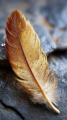 Poster - Traditional Feathered Adornment Displayed on Dark Slate Background Emphasizing Texture and Details