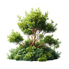 plant bush tree isolated with clipping path White Background
