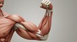 © 247MBK - Detailed Human Muscle Anatomy Highlighting Arm Flexion and Muscular Structure in 3D Visualization