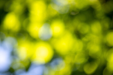 Wall Mural - the image is a blurry green background with a few green leaves