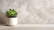 © CLOVER BACKGROUND - Green Succulent Plant in White Pot on Stone Surface Background