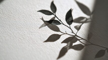 Poster - Shadow of Leafy Branch Cast Across White Paper Background