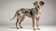 © Alper - Catahoula Leopard on studio background