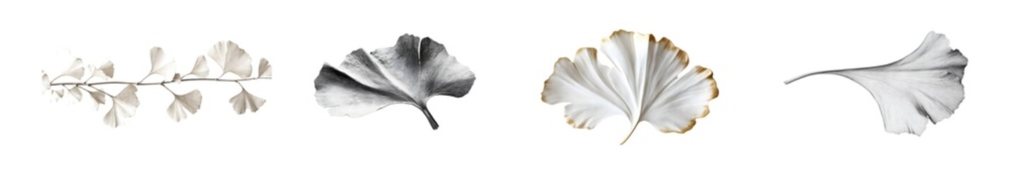 Poster - Set of ginkgo leaf shapes in various shades of white