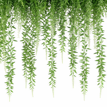 3D illustration showing a decorative border of hanging asparagus plants.