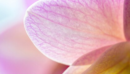 Poster - Delicate pink orchid petal close-up botanical garden photography natural environment macro perspective floral beauty