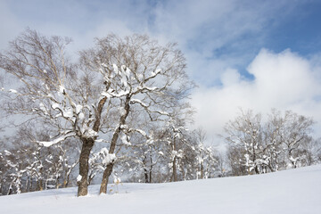 Wall Mural - two large snow-covered trees in blue sky winter landscape
