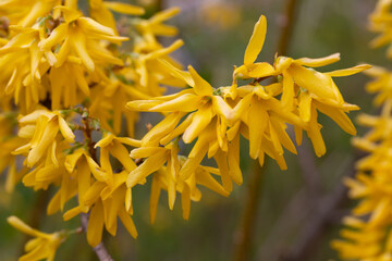 Wall Mural - Forsythia flowers, Golden Bell, Border Forsythia (Forsythia x intermedia, europaea) blooming in spring garden bush