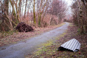 Wall Mural - trees pulled from the ground in a forest park after strong storm wind during a storm or hurricane. d