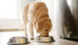 © Ievgen Skrypko - Adorable Dog Golden Retriever Breed Eating Food From Bowl In The Kitchen